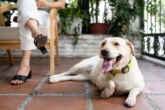 Mascotas Seporte Bricolaje Motor y Jardín